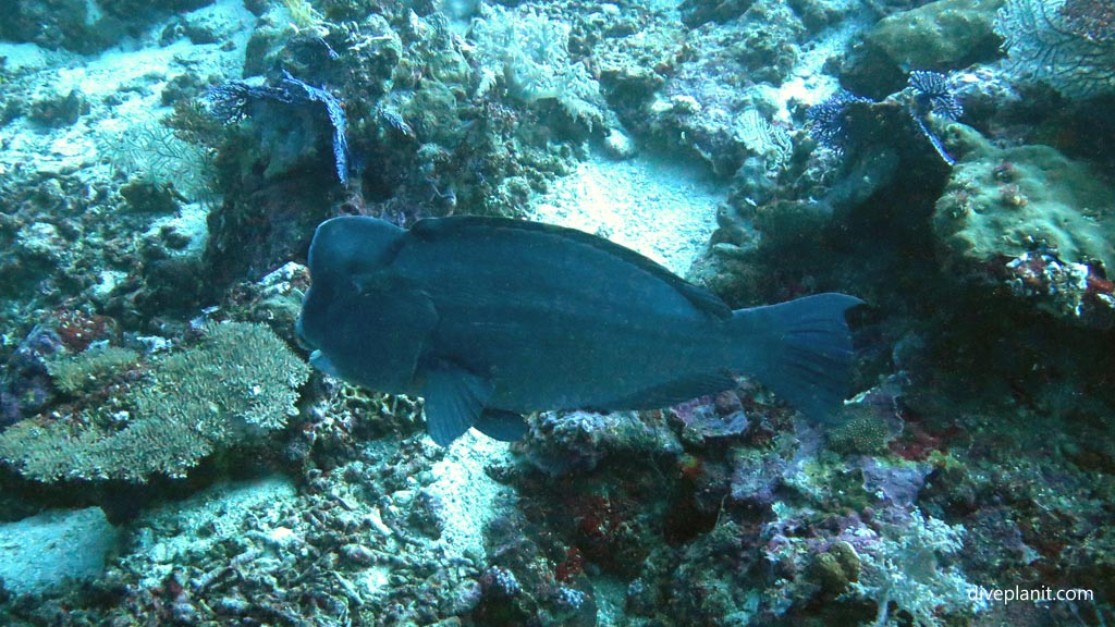 Bumphead Parrotfish at Hapi Reef diving Munda in the Solomon Islands by Diveplanit