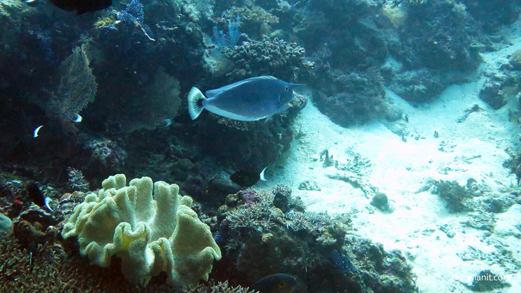 Spotted Unicornfish at Hapi Reef diving Munda in the Solomon Islands by Diveplanit