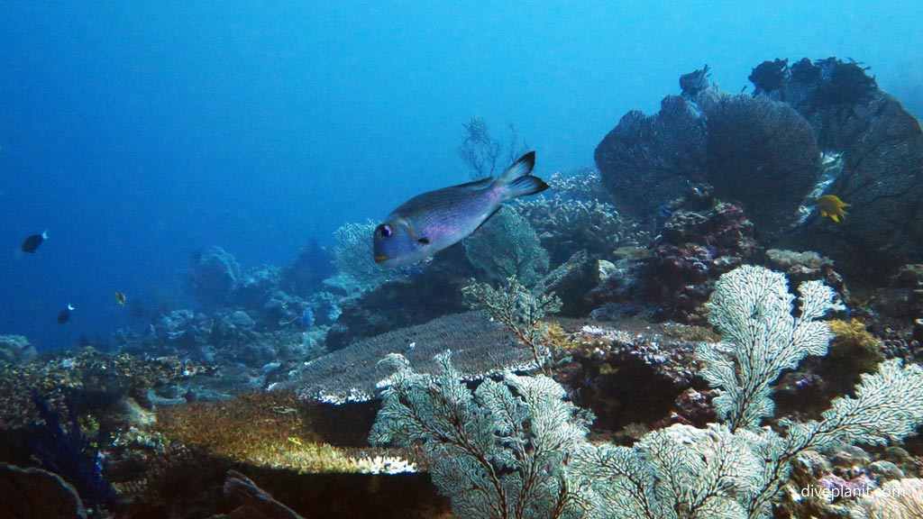 Humpnose Bigeye Bream at Hapi Reef diving Munda in the Solomon Islands by Diveplanit