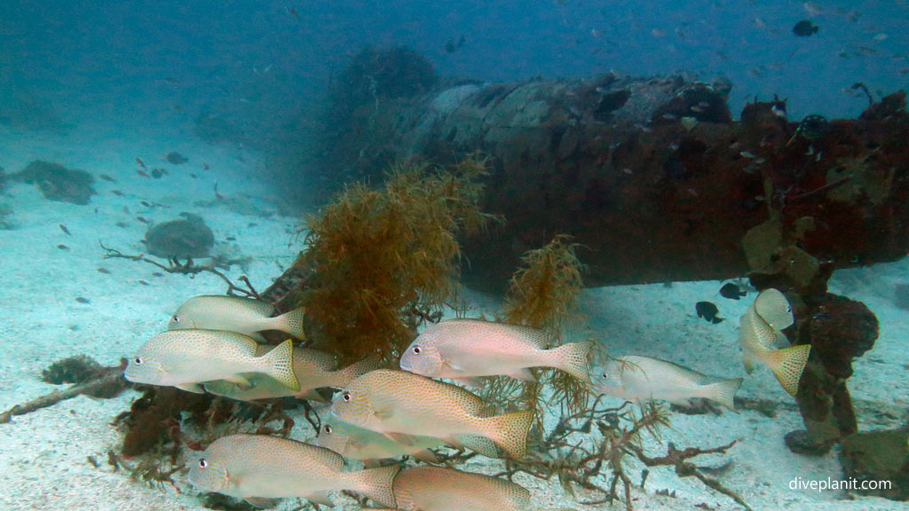 Gold-spotted Sweetlips with wreck behind at Airacobra Wreck diving Munda in the Solomon Islands by Diveplanit