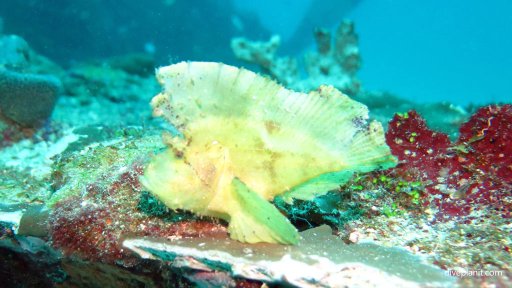 Leaf scorpionfish on the wing at Airacobra Wreck diving Munda in the Solomon Islands by Diveplanit
