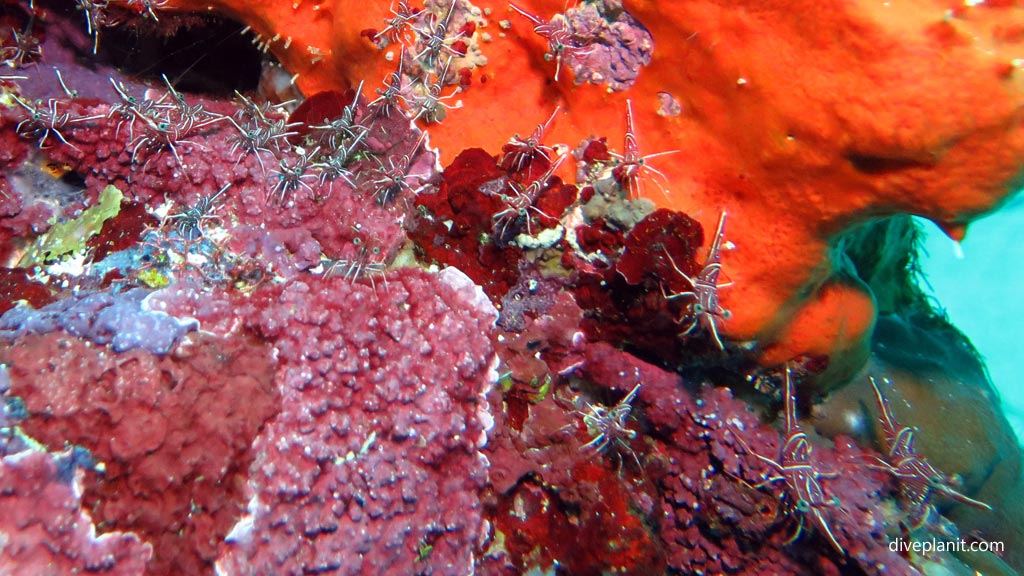 Behind them are the shrimps at Airacobra Wreck diving Munda in the Solomon Islands by Diveplanit