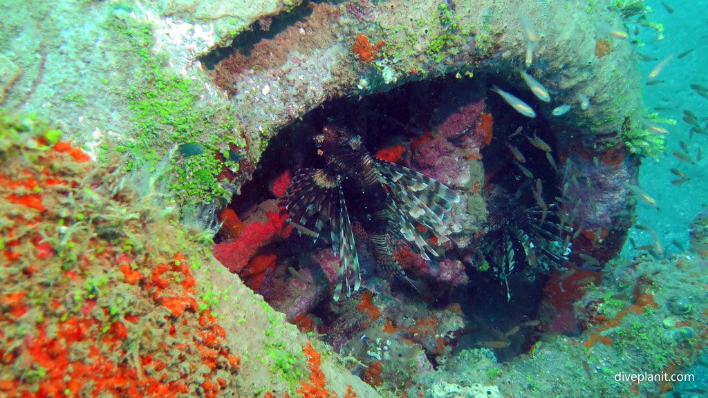 Two lionfish live in the engine at Dauntless Wreck diving Munda in the Solomon Islands by Diveplanit