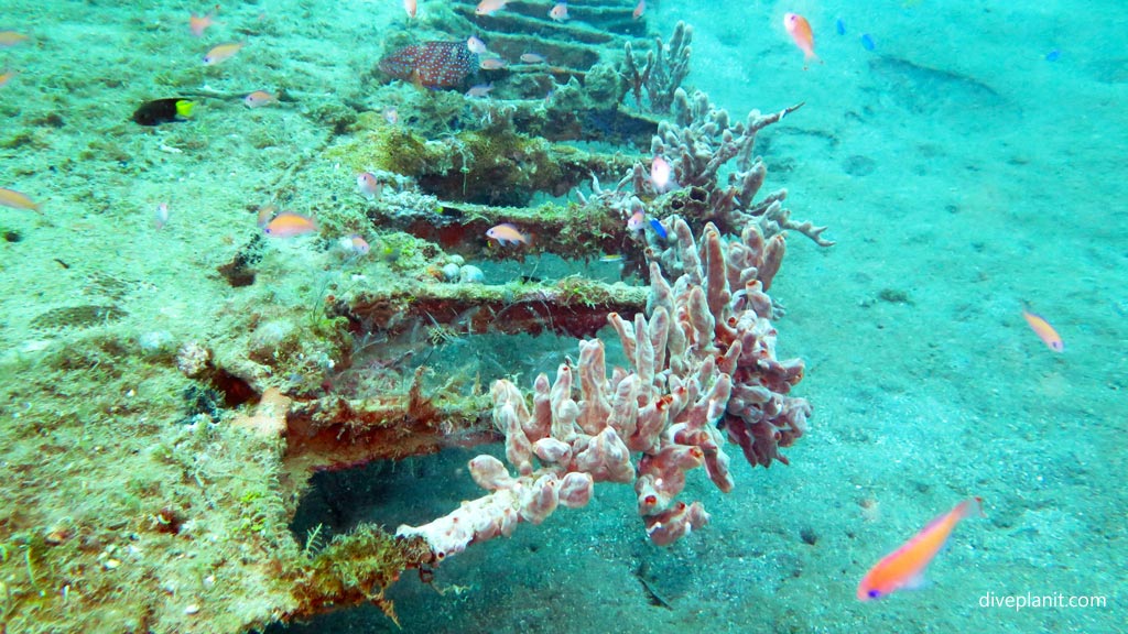 Sponges growing on the back of the wing at Dauntless Wreck diving Munda in the Solomon Islands by Diveplanit