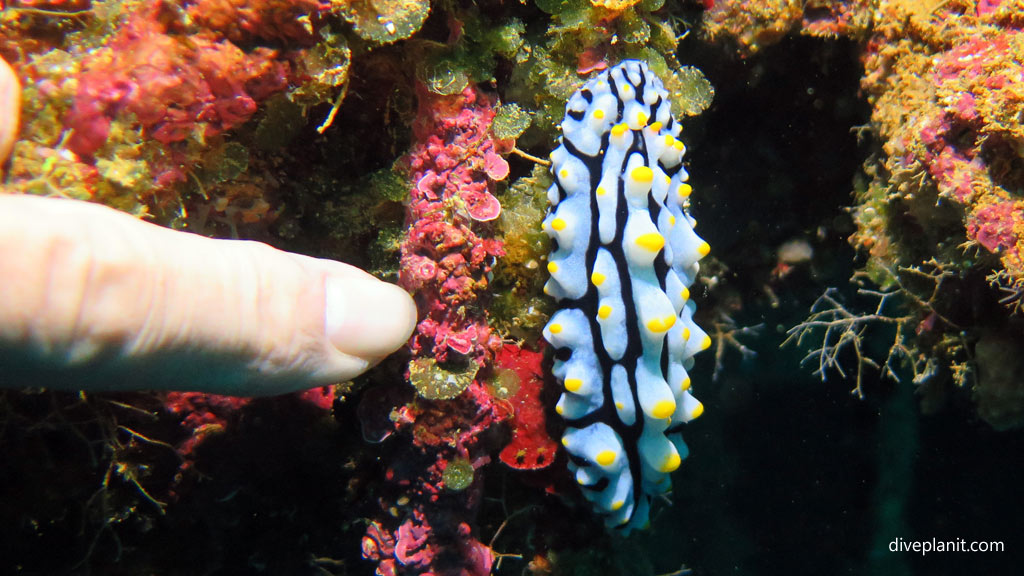 Biggest Swollen Phyllidia Ive ever seen at Toa Maru diving Gizo in the Solomon Islands by Diveplanit