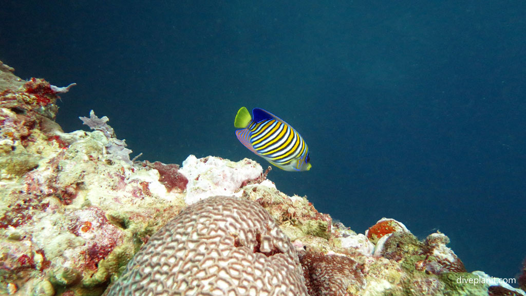 Regal Angelfish calls Toa Maru home at Toa Maru diving Gizo in the Solomon Islands by Diveplanit