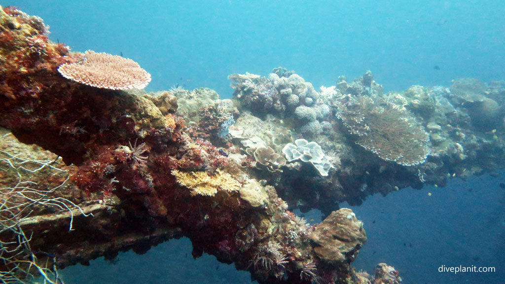 Masts and spars have been colonised at Toa Maru diving Gizo in the Solomon Islands by Diveplanit