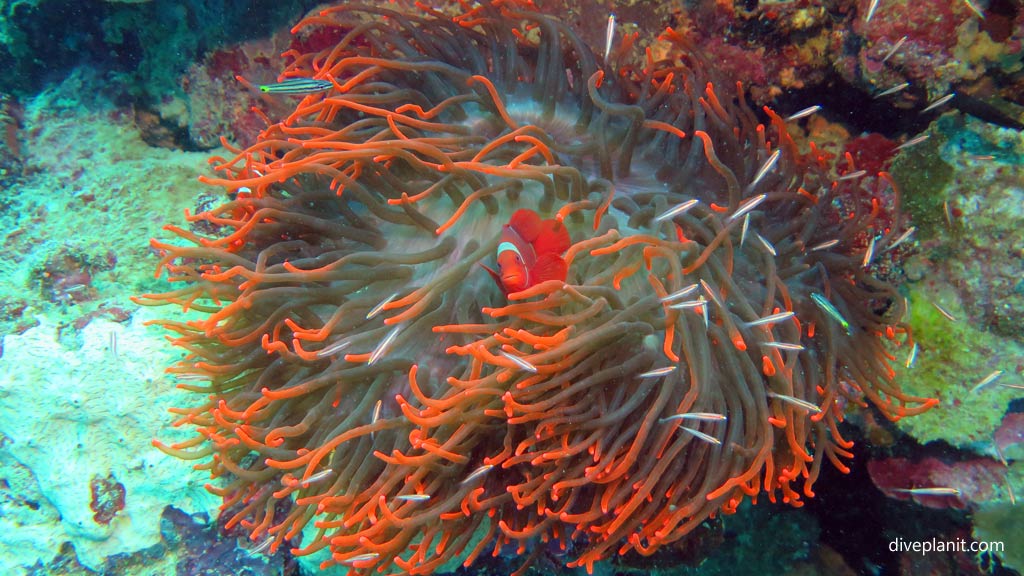 Spinecheek anemonefish at Toa Maru diving Gizo in the Solomon Islands by Diveplanit