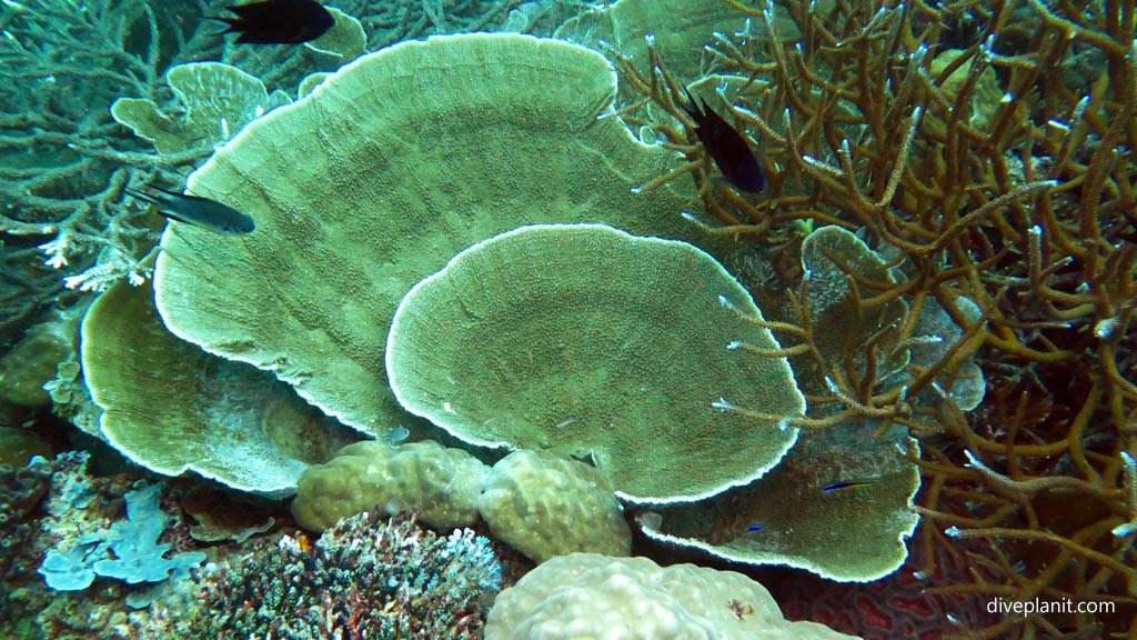 Coral bowl at Toa Maru diving Gizo in the Solomon Islands by Diveplanit