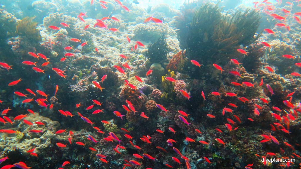 Teeming with little red fish at Grand Central Station diving Gizo in the Solomon Islands by Diveplanit