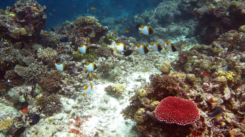 Pyramid Butterflyfish at Grand Central Station diving Gizo in the Solomon Islands by Diveplanit