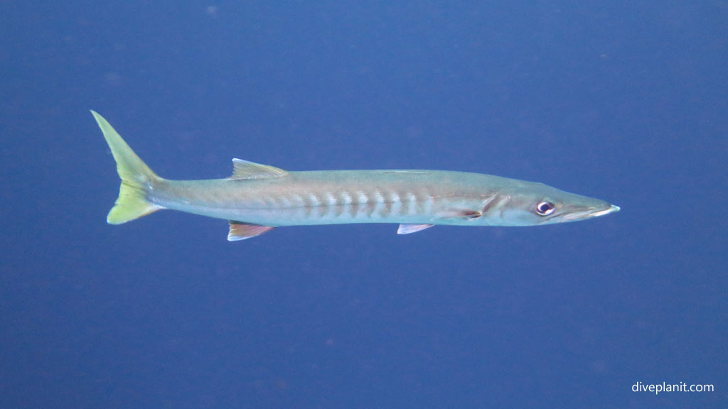 Barracuda at Grand Central Station diving Gizo in the Solomon Islands by Diveplanit