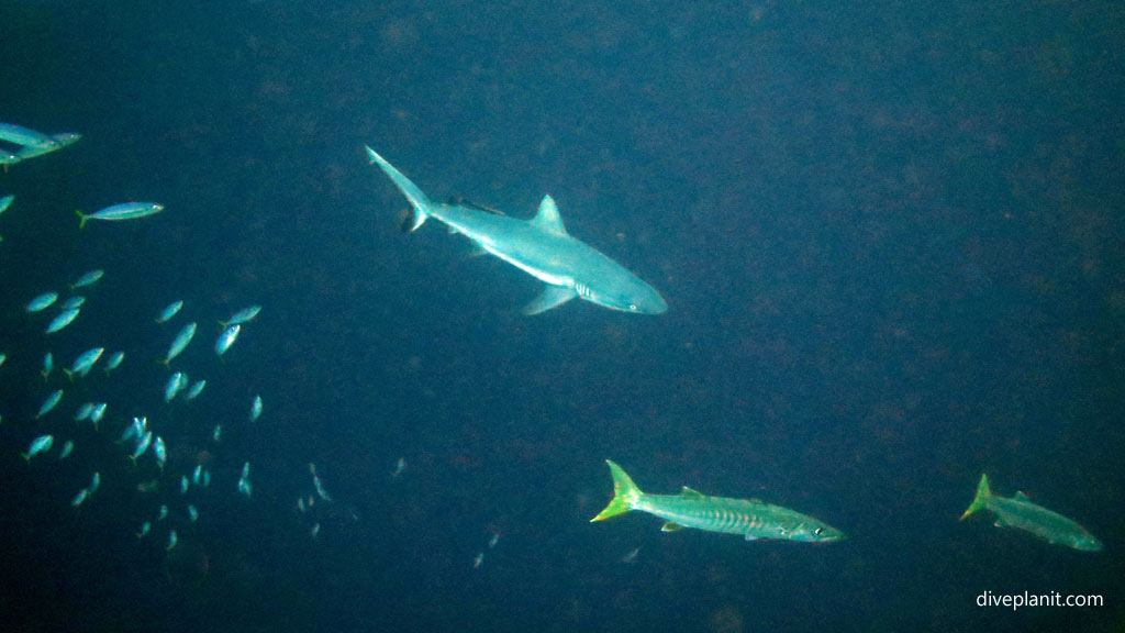 Shark and barracuda at Grand Central Station diving Gizo in the Solomon Islands by Diveplanit