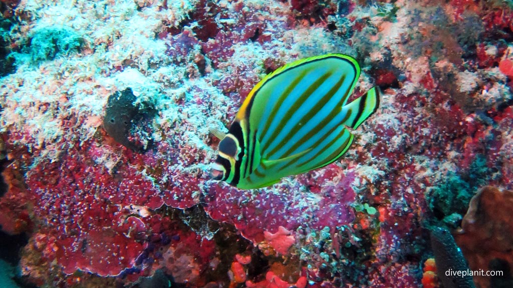 Ornate Butterflyfish at Grand Central Station diving Gizo in the Solomon Islands by Diveplanit