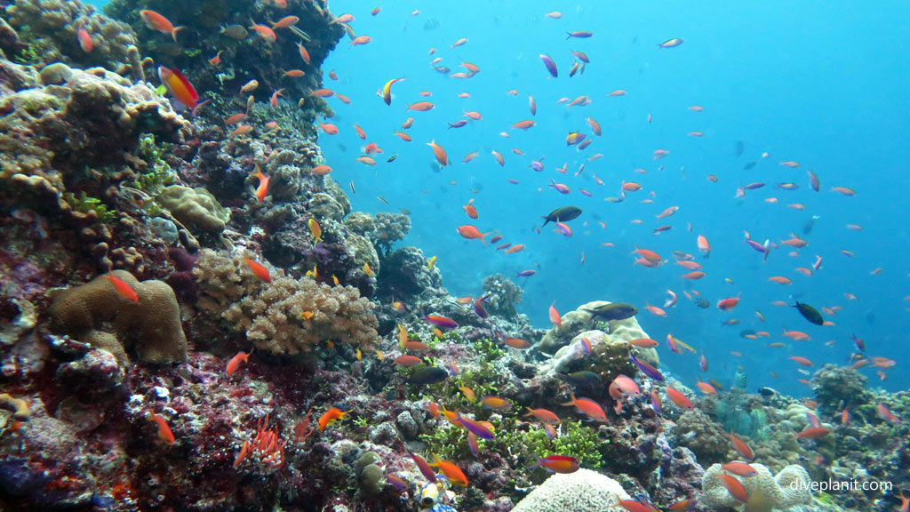 Anthias with blue behind at Grand Central Station diving Gizo in the Solomon Islands by Diveplanit