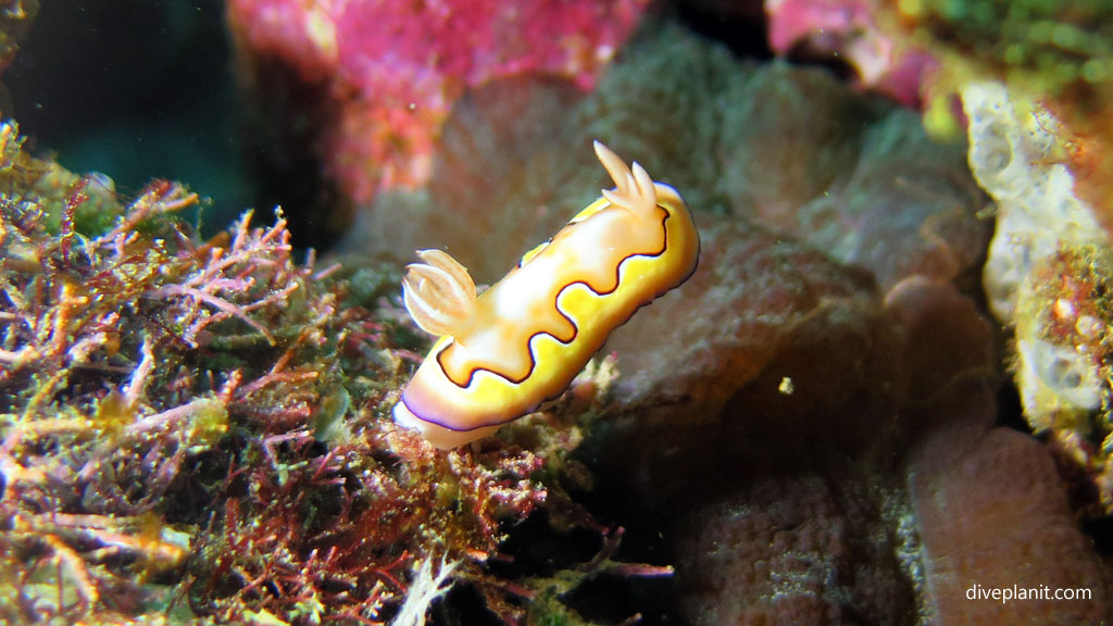 Kos Chromodoris Nudibranch at Grand Central Station diving Gizo in the Solomon Islands by Diveplanit