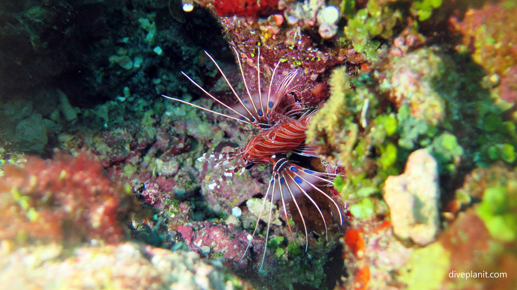 Spotfin Lionfish at Grand Central Station diving Gizo in the Solomon Islands by Diveplanit