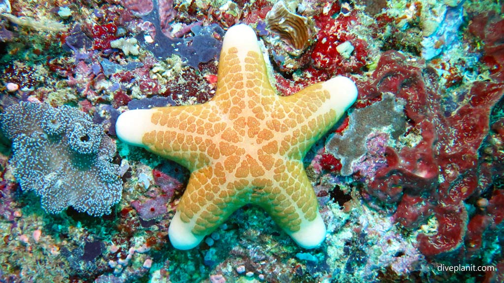 Granulated seastar at Secret Spot diving Gizo in the Gizo by Diveplanit