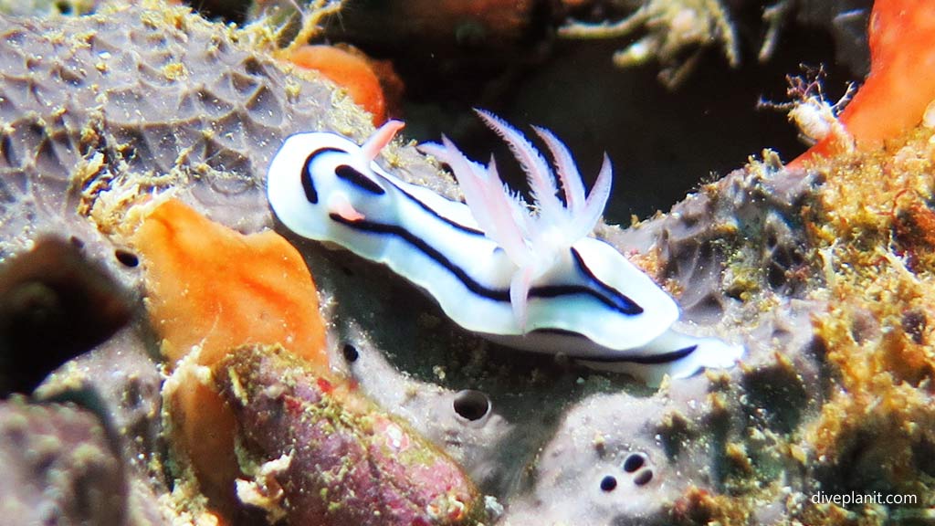 Willans Chromodoris Nudibranch at Secret Spot diving Gizo in the Gizo by Diveplanit