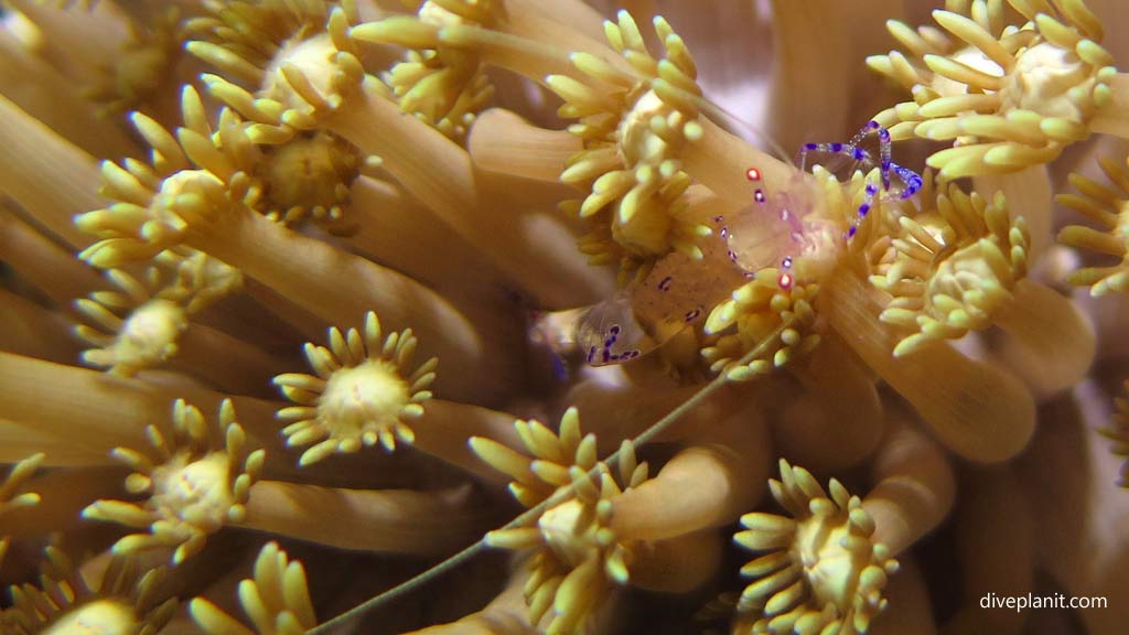 Sarasvati Shrimp in Xenia soft coral at Secret Spot diving Gizo in the Gizo by Diveplanit