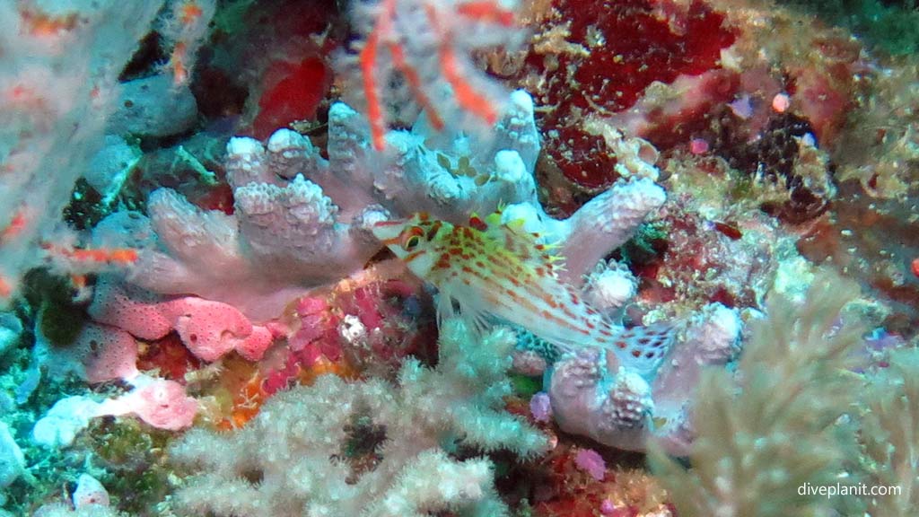 Dwarf Hawkfish at Secret Spot diving Gizo in the Gizo by Diveplanit