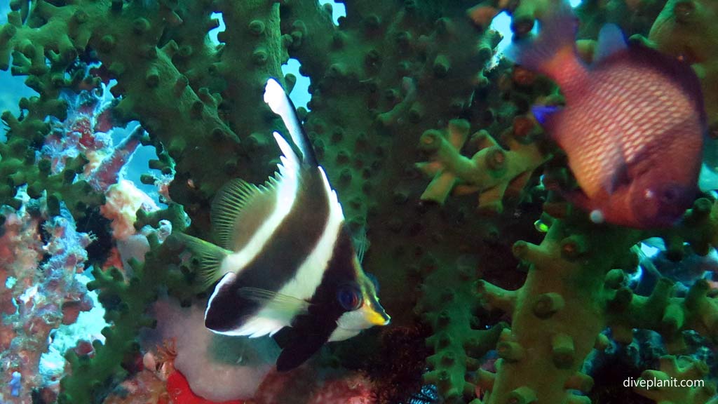 Pennant Bannerfish at Secret Spot diving Gizo in the Gizo by Diveplanit