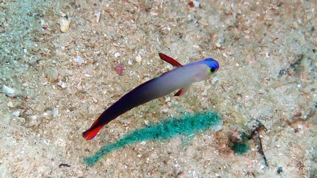 Fire Dartfish at Secret Spot diving Gizo in the Gizo by Diveplanit