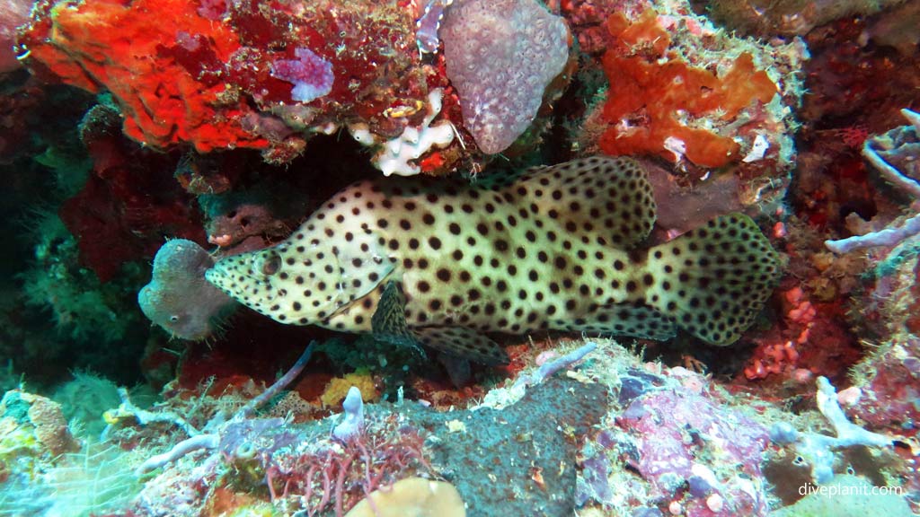 Barramundi Grouper at Secret Spot diving Gizo in the Gizo by Diveplanit