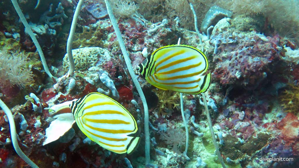 Pair of Ornate Butterflyfish at Secret Spot diving Gizo in the Gizo by Diveplanit