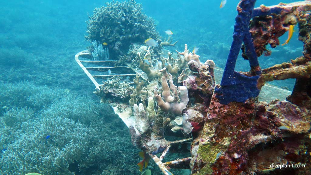 Tail plane looks like a coral bed at Hellcat Wreck diving Gizo in the Gizo by Diveplanit