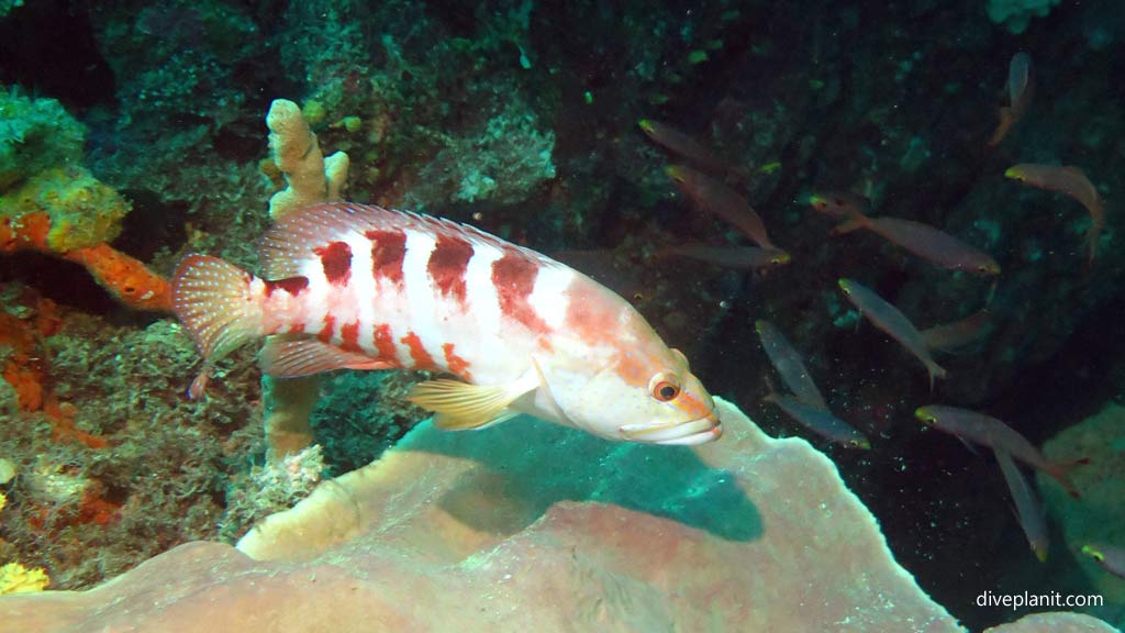 Saddle Grouper at Joes Wall diving Gizo in the Gizo by Diveplanit