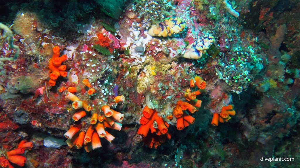 Tunicates at Joes Wall diving Gizo in the Gizo by Diveplanit