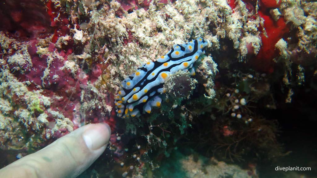Swollen Phyllidia Nudibranch at Joes Wall diving Gizo in the Gizo by Diveplanit