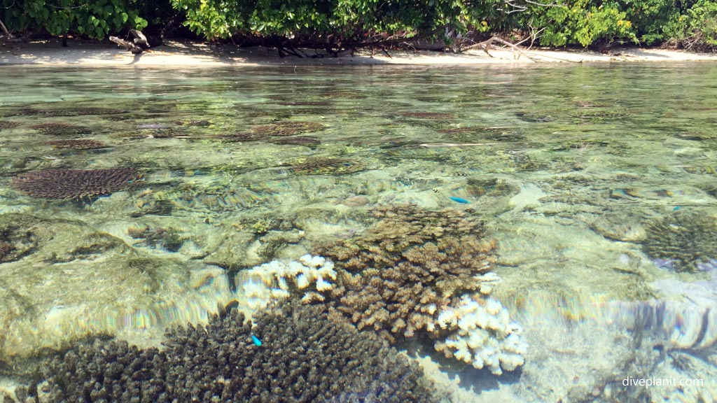 Water and coastline diving Munda with Dive Gizo in the Solomon Islands by Diveplanit