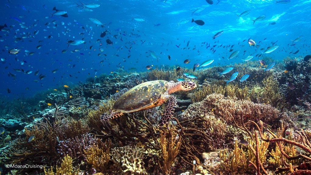 Turtle on the reef diving Golden Passage at Komodo National Park Indonesia Credit Moana