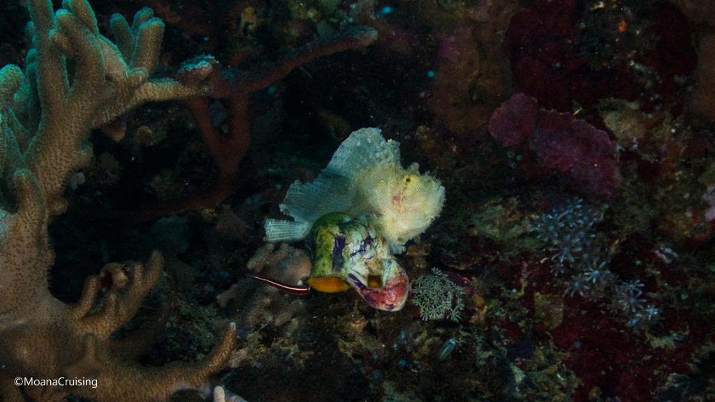 Leaf scorpionfish diving Golden Passage at Komodo National Park Indonesia Credit Moana