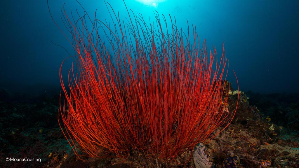 Gorgonian Seawhip diving Golden Passage at Komodo National Park Indonesia Credit Moana