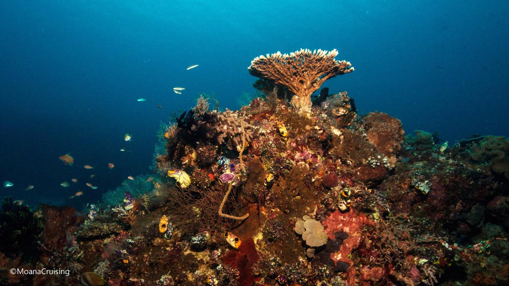 Best dives sites in Komodo is The Cauldron. Scuba holiday travel planning for Komodo between Sumbawa and Flores