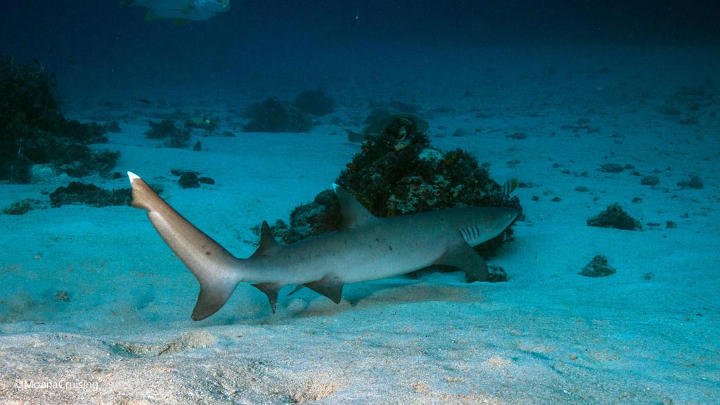 White tipped reef shark departs diving The Cauldron at Komodo National Park Indonesia Credit Moana