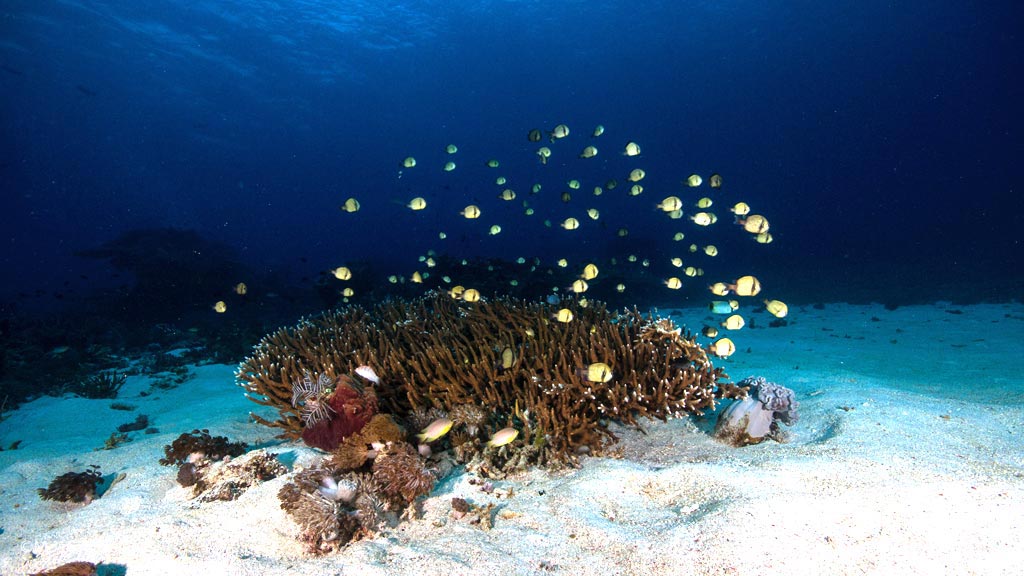 Headband humbugs in the staghorn coral diving The Cauldron at Komodo National Park Indonesia Credit Moana