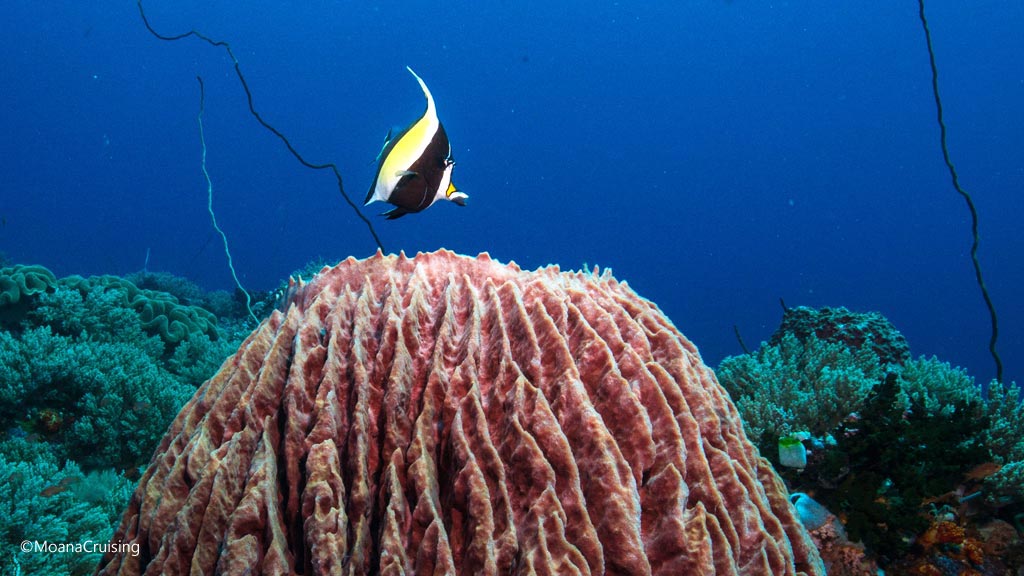 Moorish Idol above a sponge barrel diving Crystal Rock at Komodo National Park Indonesia Credit Moana