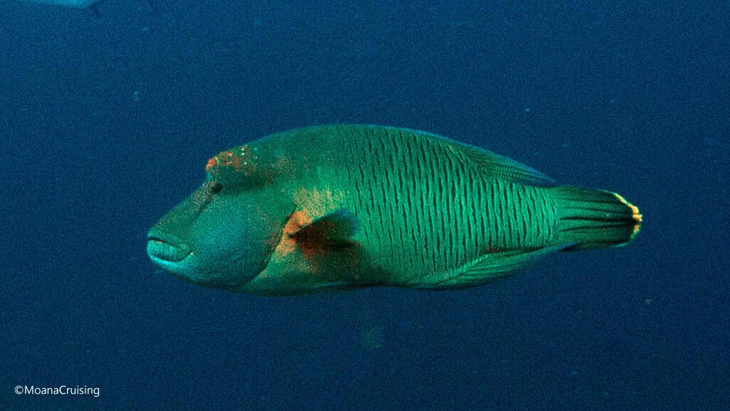 Humphead wrasse diving Crystal Rock at Komodo National Park Indonesia Credit Moana