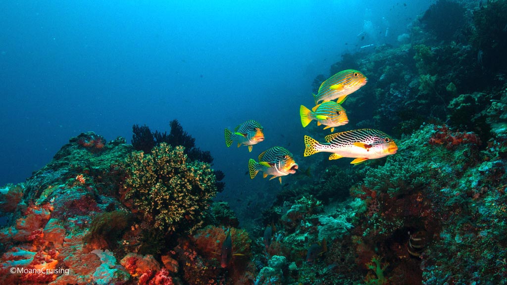 Bunch of diagonal banded sweetlips diving Crystal Rock at Komodo National Park Indonesia Credit Moana