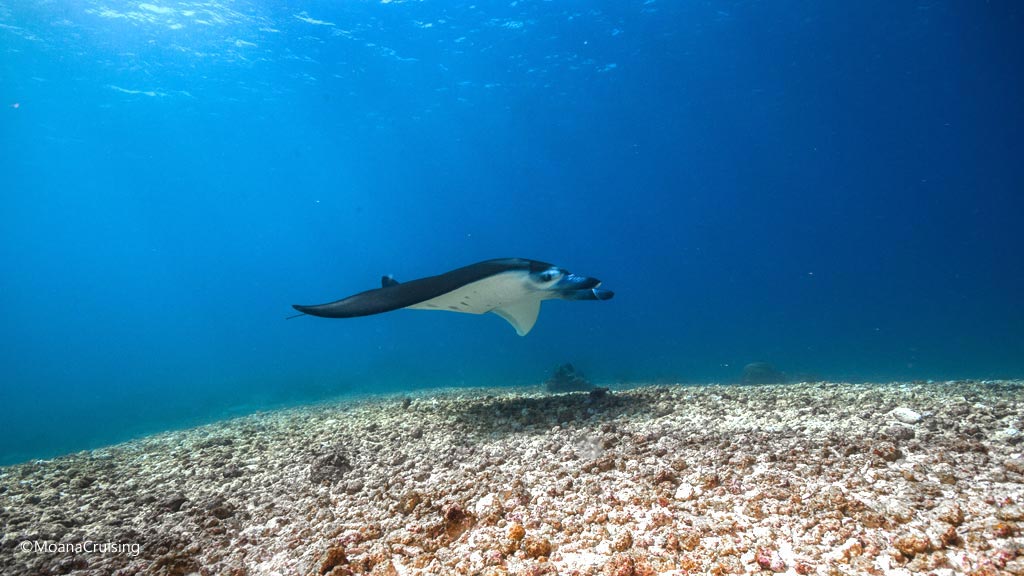 Manta ray diving Makassar Reef at Komodo National Park best diving Indonesia Credit Moana