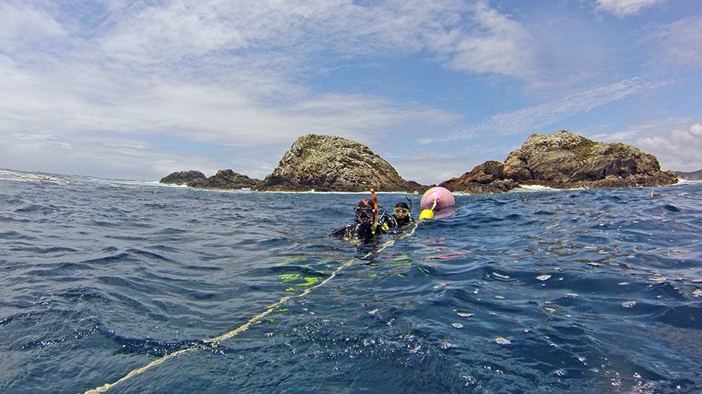 Scuba dive travel planning for Julian Rocks; best dive sites and operators