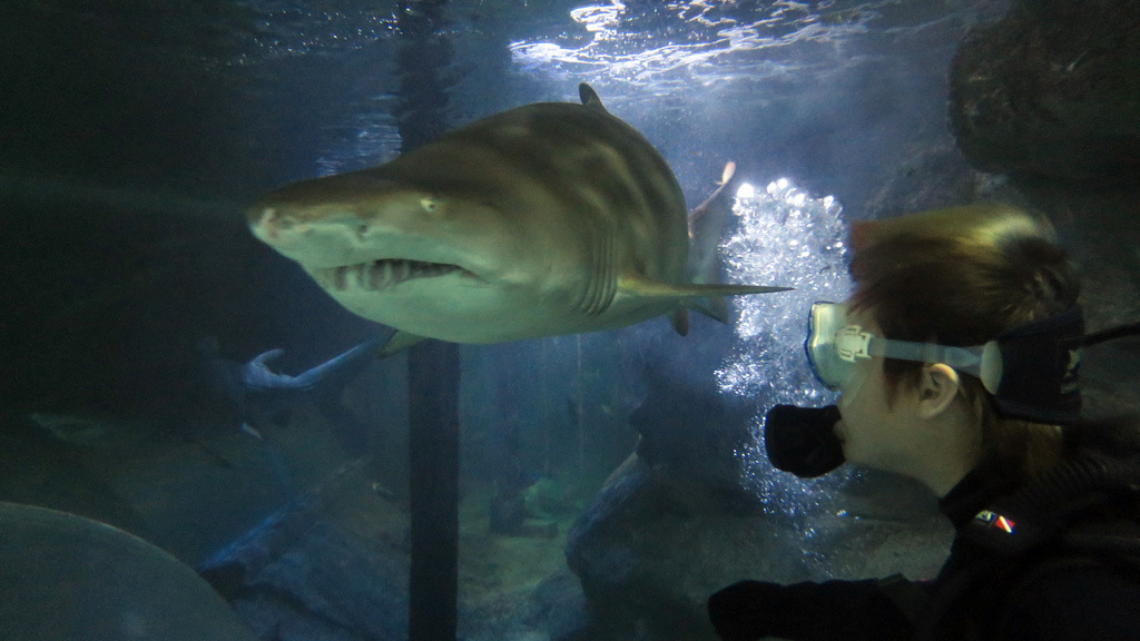 Manly Sea Life Sanctuary Shark Dive Xtreme Kena and Grey Nurse Shark meet eye to eye