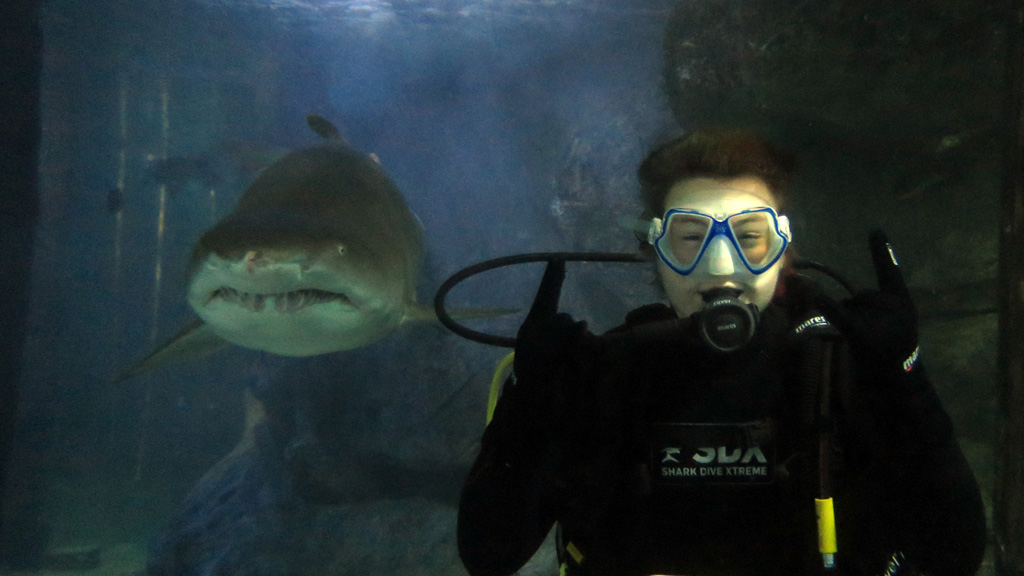 Manly Sea Life Sanctuary Shark Dive Xtreme Having fun with the big guys