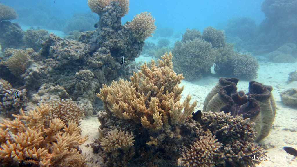 Underwater scene with Giant Clam at Aitutaki Lagoon diving Aitutaki in the Cook Islands by Diveplanit
