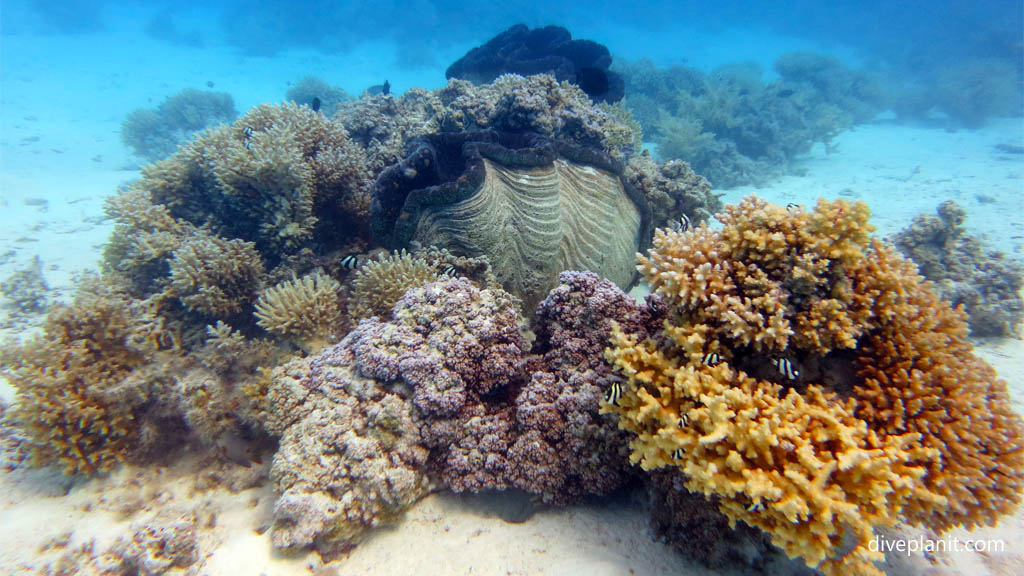 Underwater scene with Giant Clam diving Aitutaki at Aitutaki Lagoon in the Cook Islands by Diveplanit