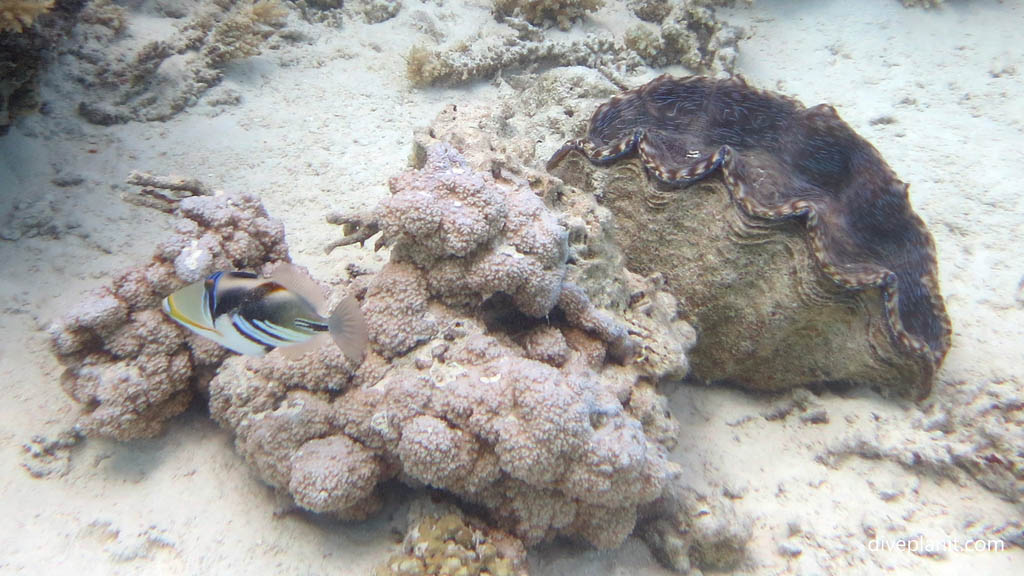 Picasso Trigger at Aitutaki Lagoon diving Aitutaki in the Cook Islands by Diveplanit